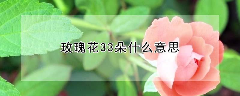 玫瑰花33朵什么意思（玫瑰花33朵是什么意思是什么）