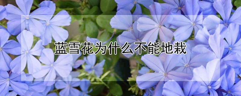 蓝雪花为什么不能地栽（蓝雪花怎么栽种）