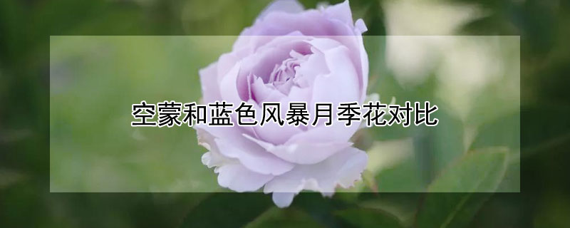 空蒙和蓝色风暴月季花对比 空蒙和蓝色阴雨月季花对比