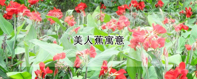 美人蕉寓意 黄色美人蕉寓意