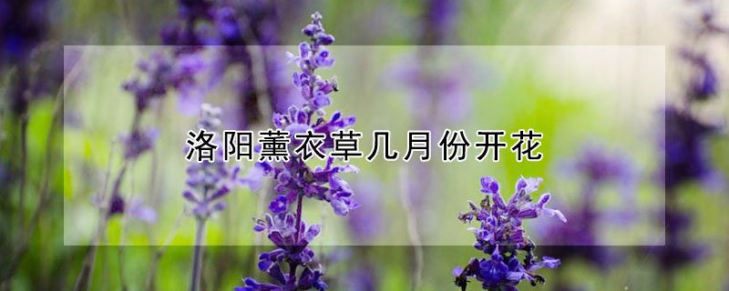 洛阳薰衣草几月份开花 洛阳薰衣草什么时候开花