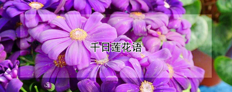 千日莲花语 千日莲的花语