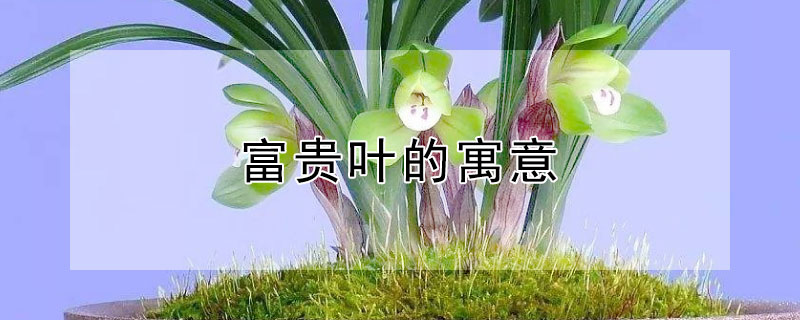 富贵叶的寓意（富贵叶的寓意和作用）