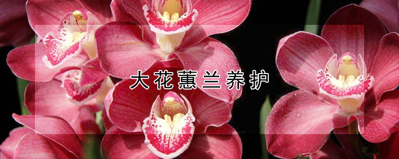 大花蕙兰养护（大花蕙兰养护视频）