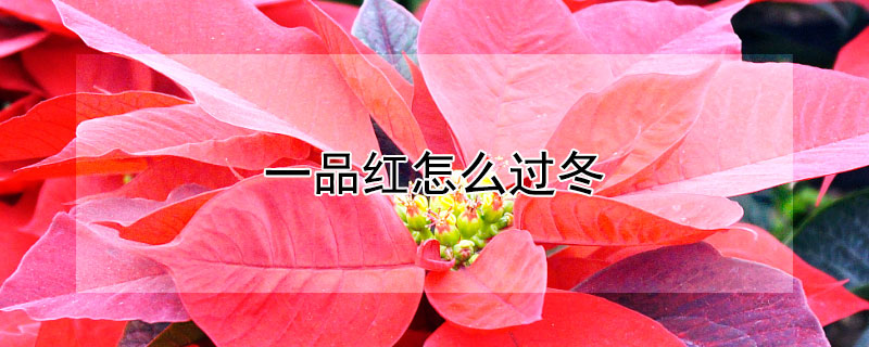 一品红怎么过冬（一品红怎样过冬）