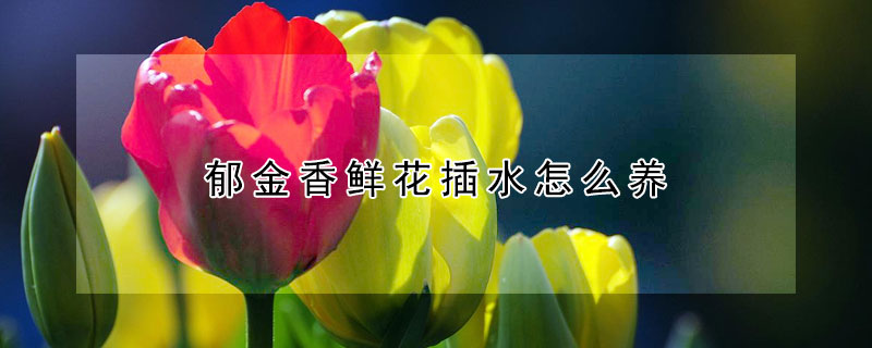 郁金香鲜花插水怎么养（郁金香鲜花插水怎么养怎么醒花）