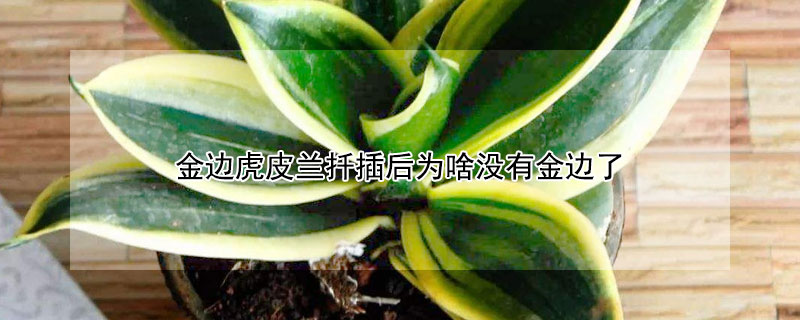 金边虎皮兰扦插后为啥没有金边了 插扦虎皮兰怎么没有金边呢