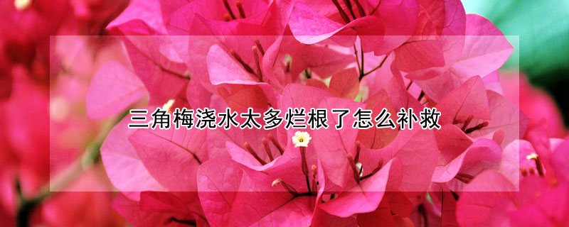 三角梅浇水太多烂根了怎么补救(三角梅水浇多了烂根了怎么处理)