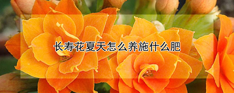 长寿花夏天怎么养施什么肥 长寿花夏天用什么肥