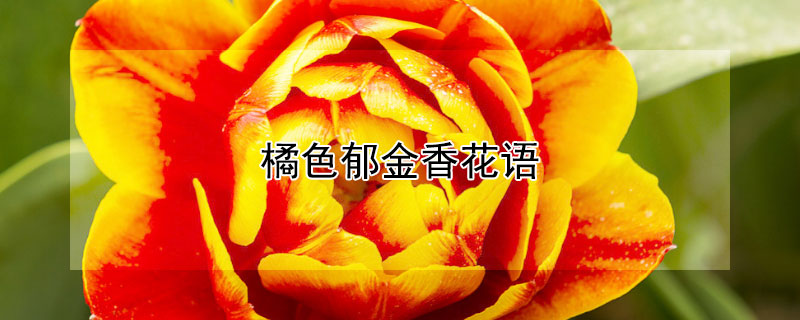 橘色郁金香花语 橘黄色郁金香花语