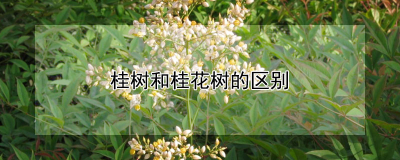 桂树和桂花树的区别 桂枝和桂花树的区别