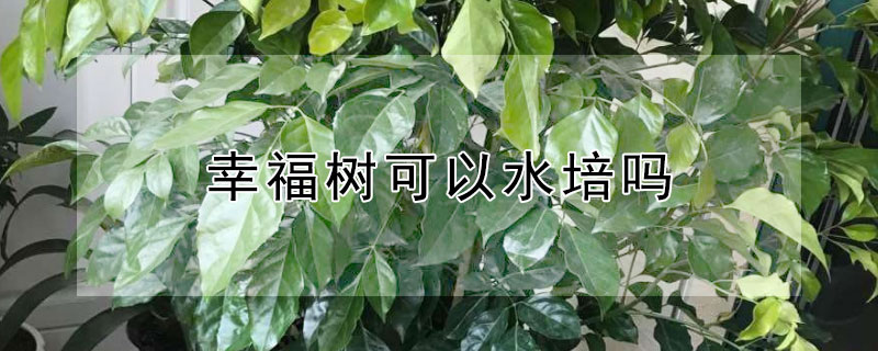 幸福树可以水培吗（水培幸福树怎么养才长得好）