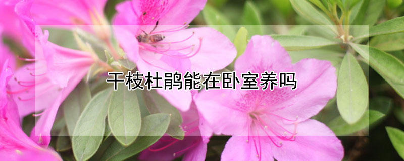 干枝杜鹃能在卧室养吗（干枝杜鹃可以放卧室吗）
