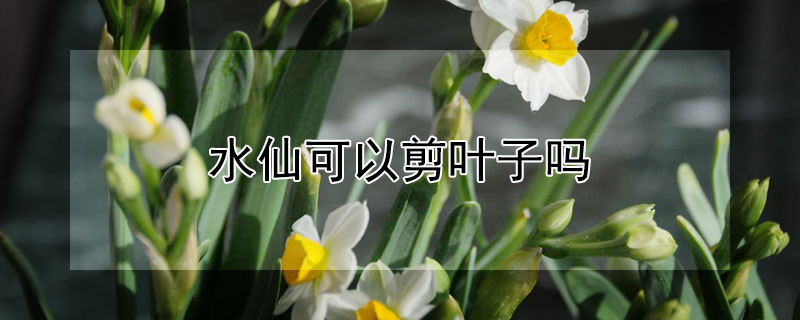 水仙可以剪叶子吗 水仙叶子太长可以剪吗