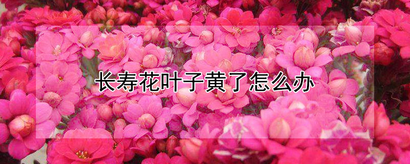 长寿花叶子黄了怎么办 长寿花叶子发黄了怎么办