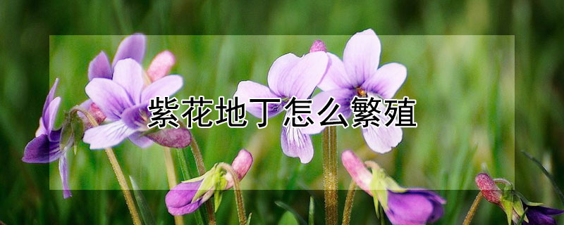 紫花地丁怎么繁殖 紫花地丁种植技术和方法