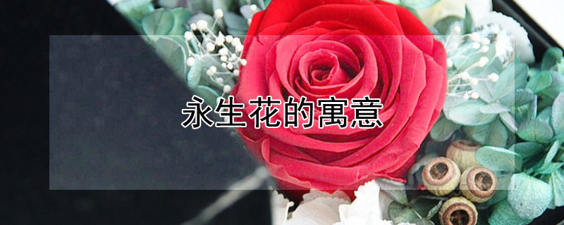 永生花的寓意(白色永生花的寓意)