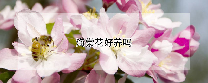 海棠花好养吗（丽格海棠花好养吗）