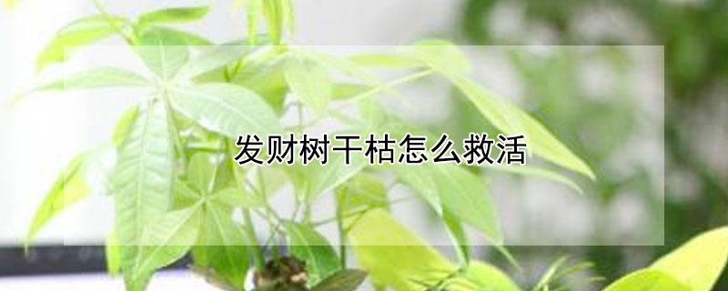 发财树干枯怎么救活（发财树干枯了怎么救活）