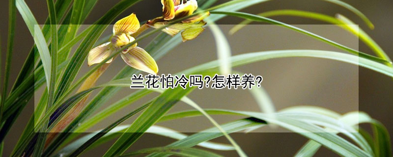 兰花怕冷吗?怎样养?（天冷兰花怎么养?）