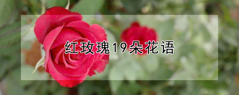 红玫瑰19朵花语 19朵红玫瑰花花语