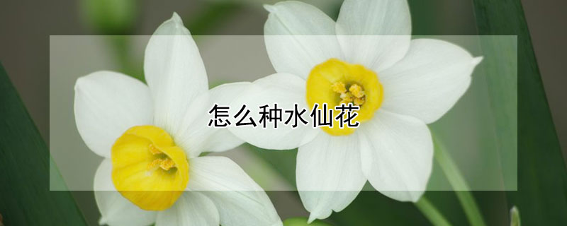 怎么种水仙花（怎么种水仙花的种球）