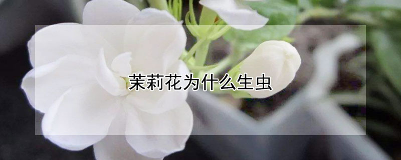 茉莉花为什么生虫(茉莉花为什么生虫子)
