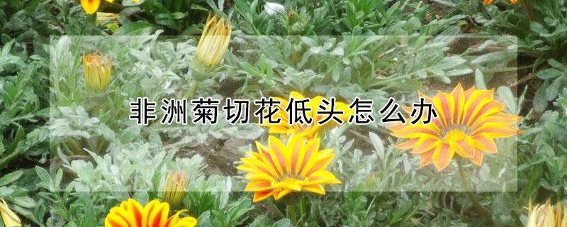 非洲菊切花低头怎么办 非洲菊鲜花为什么头全低下