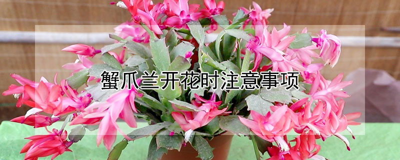 蟹爪兰开花时注意事项（蟹爪兰冬季开花后应该怎么处理）