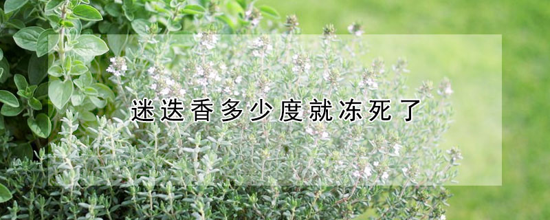 迷迭香多少度就冻死了 迷迭香会冻死吗