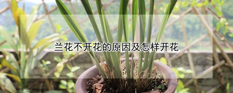 兰花不开花的原因及怎样开花（兰花咋不开花）