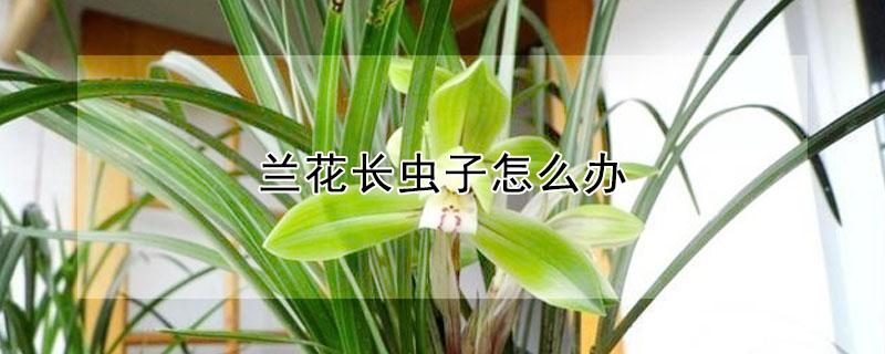 兰花长虫子怎么办（兰花长了虫子怎么办）