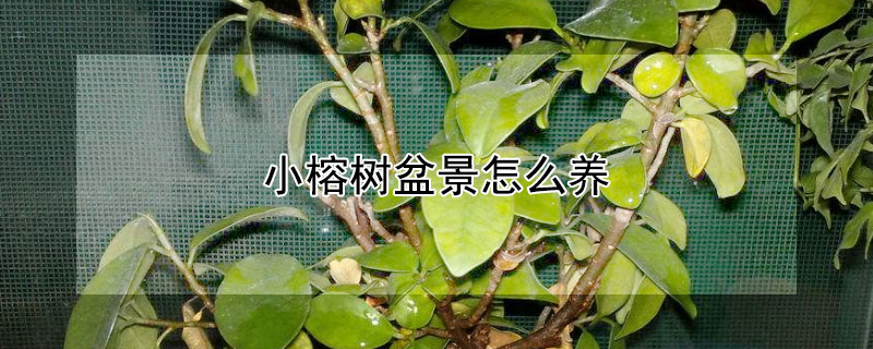 小榕树盆景怎么养（小榕树盆景怎么养视频）
