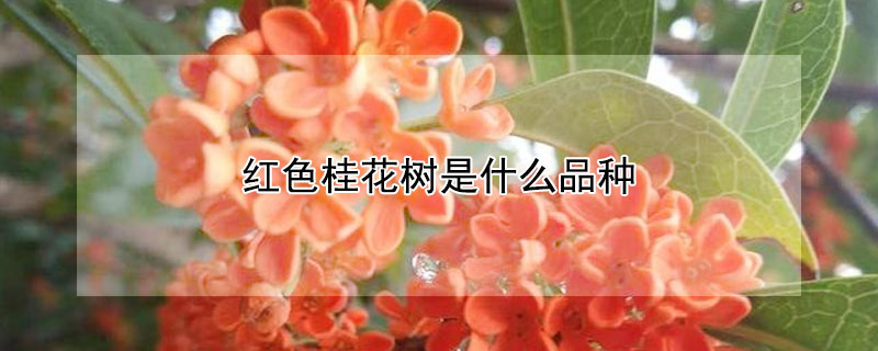 红色桂花树是什么品种（开红色花的桂花树是什么品种）