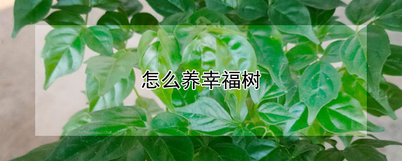 怎么养幸福树（怎么养幸福树叶子发亮）