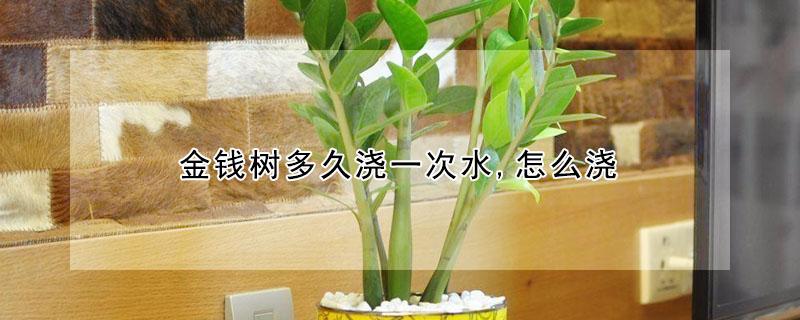 金钱树多久浇一次水,怎么浇 金钱树要多久才浇一次水?