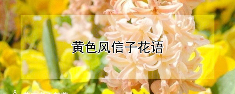 黄色风信子花语 各色风信子花语