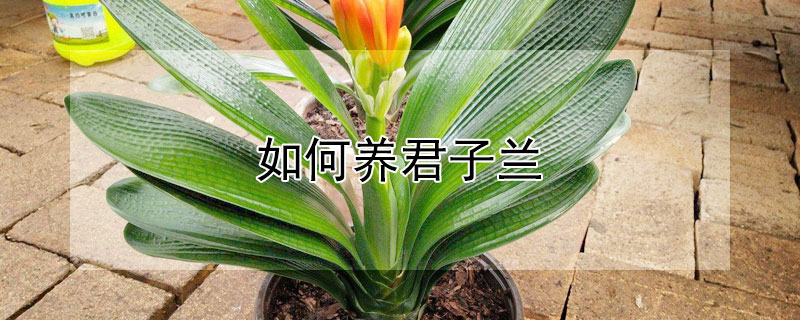 如何养君子兰（如何才能养好君子兰）