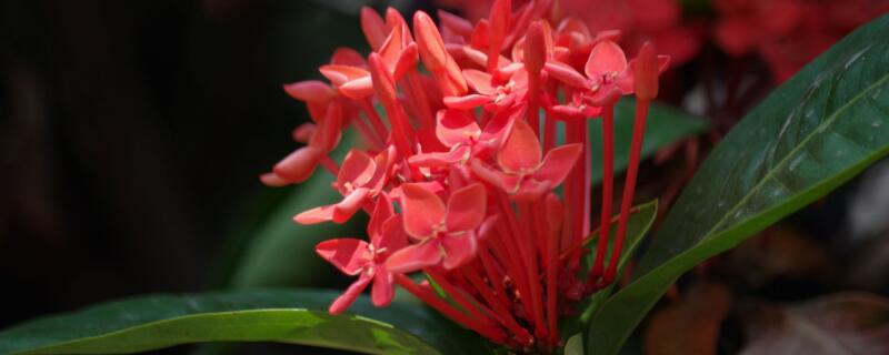 龙船花花语(龙船花花语象征与寓意)