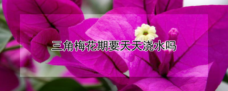 三角梅花期要天天浇水吗（三角梅花期要天天浇水吗晚上好）
