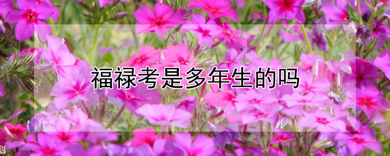 福禄考是多年生的吗 福禄寿喜财