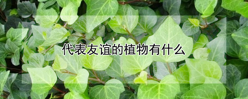 代表友谊的植物有什么 有哪些代表友谊的植物