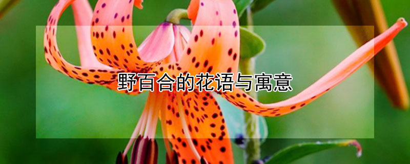 野百合的花语与寓意（野百合 花语）