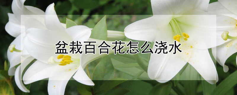 盆栽百合花怎么浇水 百合栽在盆里怎样浇水