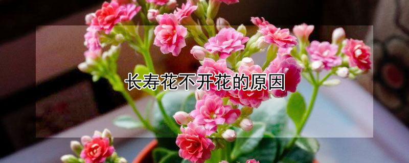 长寿花不开花的原因（长寿花不开花的原因是啥）