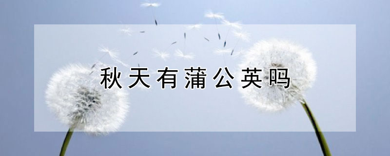 秋天有蒲公英吗（蒲公英秋天是什么样的）