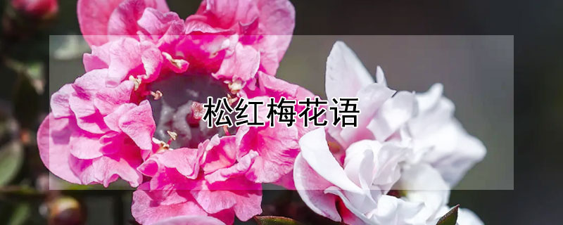 松红梅花语(松红梅花语风水)