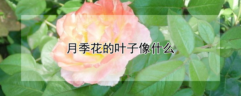 月季花的叶子像什么 月季花的叶子像什么比喻句