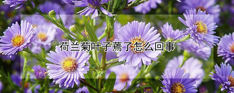 荷兰菊叶子蔫了怎么回事(荷兰菊移栽之后蔫了)