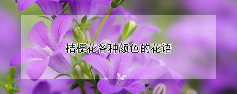 桔梗花各种颜色的花语 各种颜色桔梗花语是什么